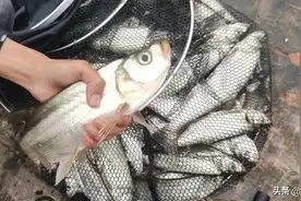 想钓大翘嘴，这5个核心技巧要记牢，一条爆护不是梦！图片