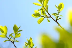 80 多天后带状疱疹后遗神经痛终于不再痛了图片