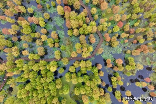 人在南京，红叶正盛，等你来～