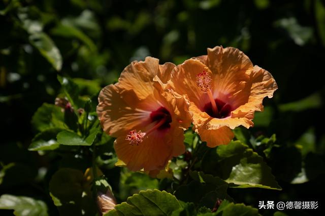 行摄越南，从南到北（11）——巨型渔网&纸花工艺&奥黛女放水灯