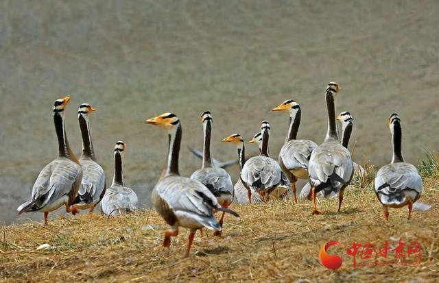 陇拍客丨玛曲：冬日湿地白鹭翩跹生态美