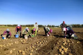 马铃薯喜获丰收 绘就田间好“丰”景图片