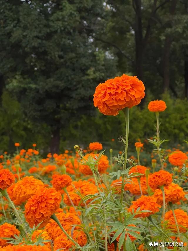 服了！油画感“橘子花海”美惨了！这处免费打卡宝地快冲