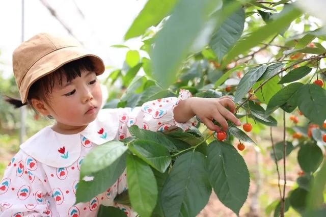 “恩桃儿”熟了!两江新区樱桃进入最佳采摘期,速冲!