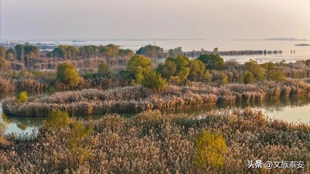泰安“天空之镜”大火!连片芦苇+落日余晖 美到尖叫