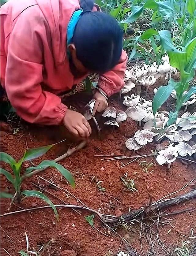 云南元江玉米地现大片鸡枞菌