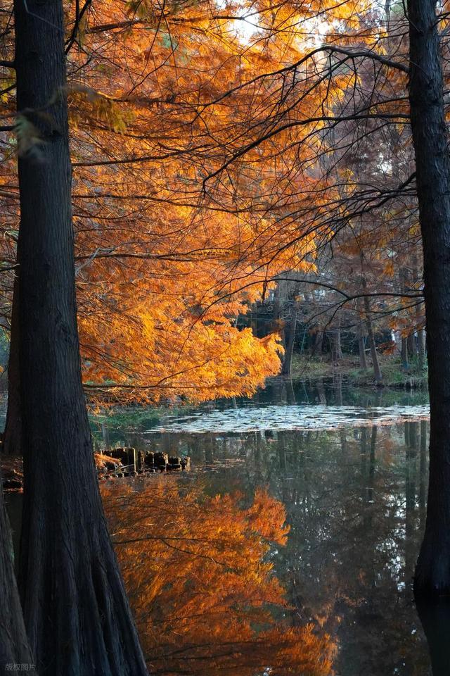 石象路银杏黄了！秋日南京必走的几条经典路线