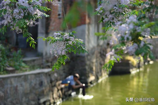 到无锡“楝城"去走走，看紫色，闻花香