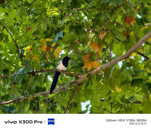 vivo X300系列评测：同级巅峰影像 出片易如反掌