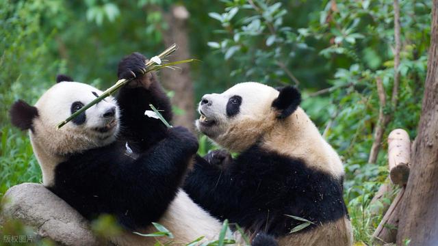 上海人，刚从成都回来，实在忍不住想说：对成都的5点印象