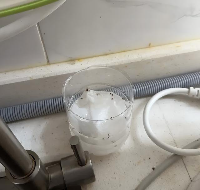 家里到处都是小飞虫？教你简单3招，不到半小时就能全部消灭