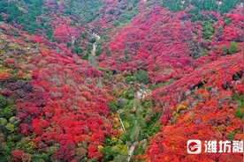 秋色将尽，限定版秋日多彩画卷，邀您一同回眸~图片