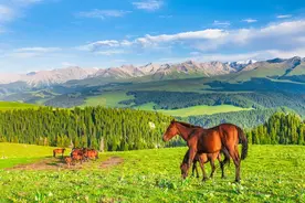 生肖马和其他生肖结为夫妻后，运势如何？图片