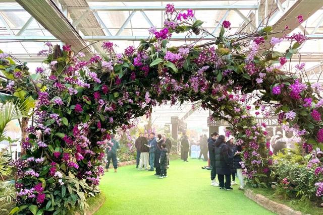 来逛超大冬日花果游园会，2026北京兰花文化嘉年华在昌平开幕 | 动态