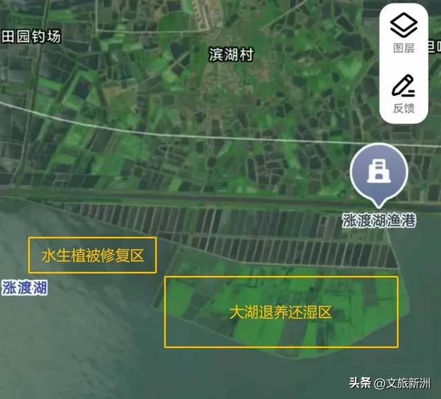 水上森林“红”了!武汉冬日观鸟秘境,邂逅油画里的万鸟齐飞