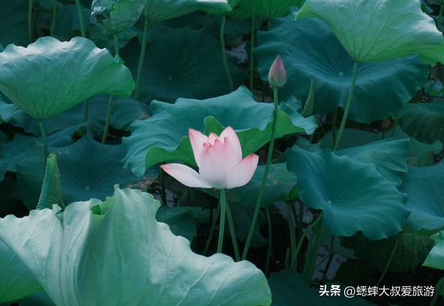 杭州夏日“出淤泥而不染” 的赏荷路线，80%人都不知道！