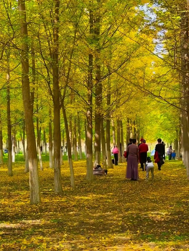 西安周末游丨这8个免费赏银杏叶好去处