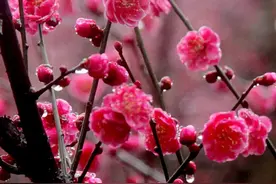 待到山花烂漫时，她在丛中笑——《咏梅》，毛主席。图片