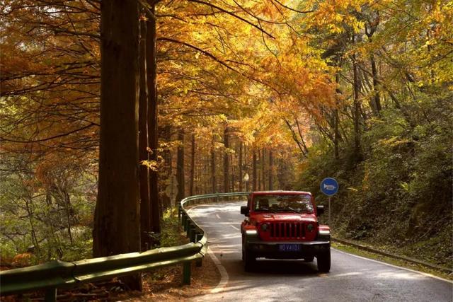 跟着赛事游随县丨大洪山顶级赏秋地更新！银杏最佳观赏期已到！