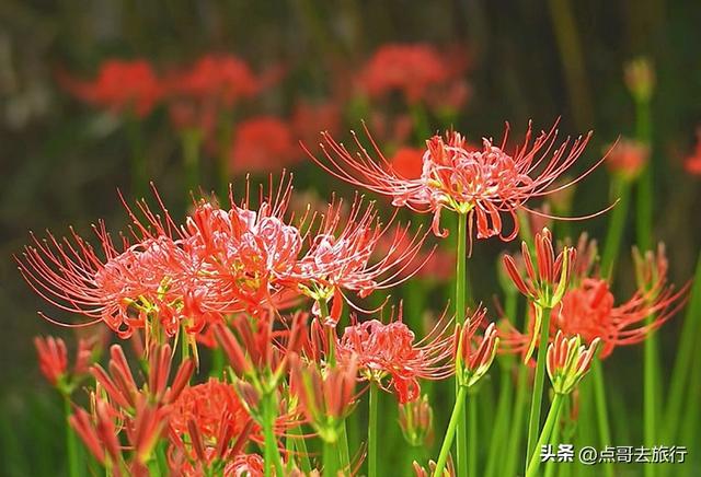 成都市区彼岸花，花开成海，不要门票，地铁公交直达！