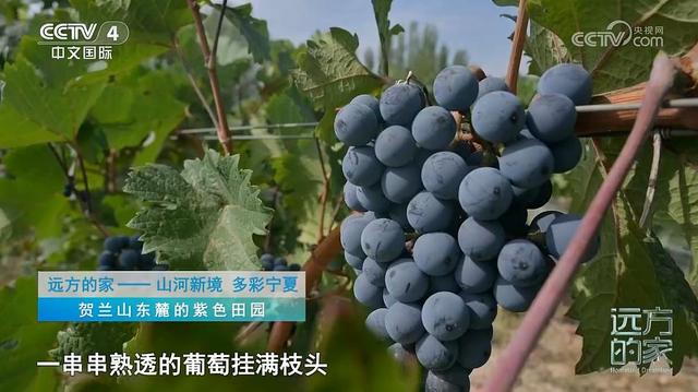 CCTV-4《远方的家》本期坐标：宁夏·银川🪂