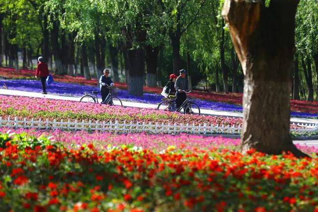 春日限定！宝坻赏花图鉴来啦