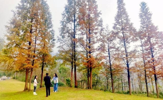 綦江古剑山：初冬“登山赏林”时间已到，错过了只能等来年！