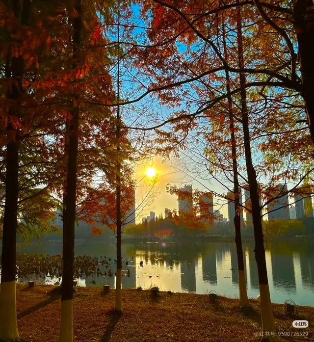 叶落临沂，步步皆是诗意画卷