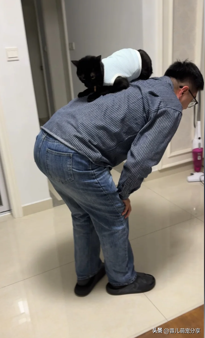 男子吐槽老婆是为了猫才和他结婚的，本来不信，结果哈哈笑喷了！