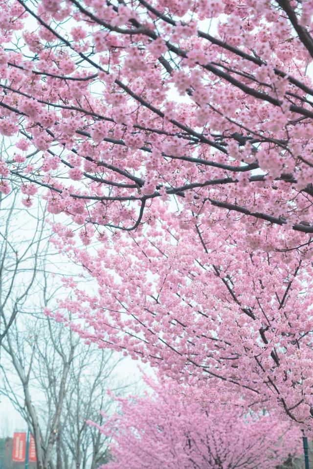 无锡的樱花都美成这样了！