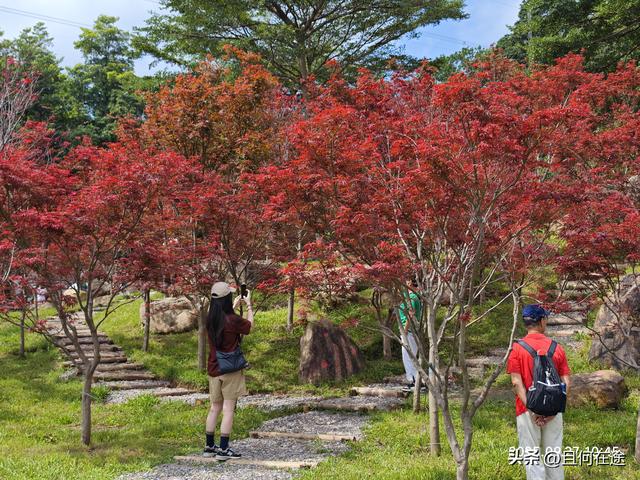 帽峰⼭:山顶有广州最古老岩石，这里红叶，为何在9月就如此红艳？
