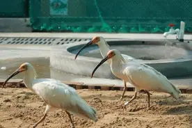横山朱鹮人工繁育和野化放飞试验基地今年孵化出朱鹮雏鸟14只图片