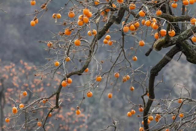 成县晚秋，是藏在秦岭南麓的色彩诗行