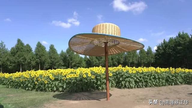 走进梵高油画！南通这里藏着一片金色花海