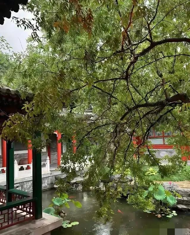 李湘在平台晒自家北京小院，大到让网友以为是景区