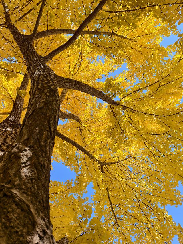 北京的秋是七彩的