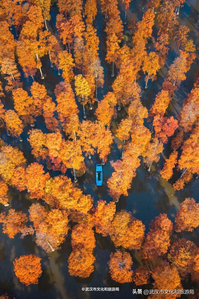 本周，武汉彩叶杀疯了！