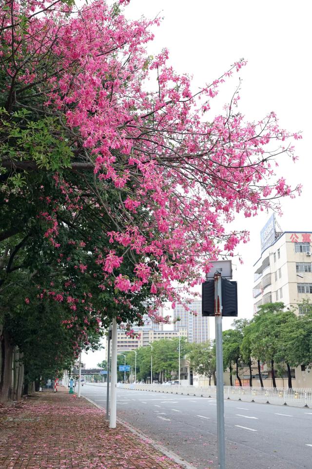 美翻了！石碣街头异木棉盛放，一树树粉花演绎都市浪漫