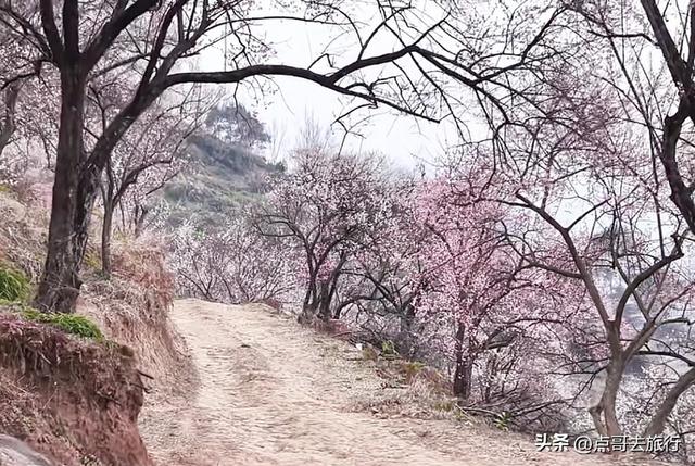 成都真正的“小林芝”盛景，被严重低估，漫山梅花，美到震撼！
