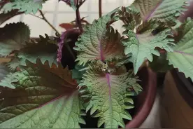 老乡别再只知道紫苏炒田螺紫苏炒黄瓜了，我教你几种紫苏其他做法图片