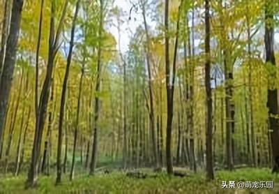 长沙十二月现绚烂画卷，水杉换金红华服，游客排队拍美照