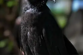 【晋西北方言】动物称谓形象生动 颇有意义！图片