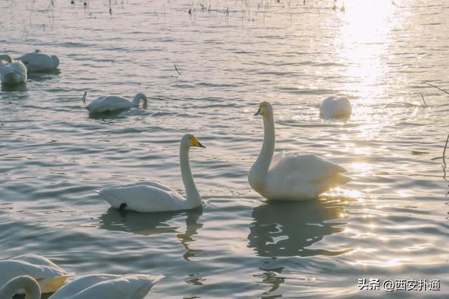 西安出发当日往返，天鹅湖游玩全攻略！