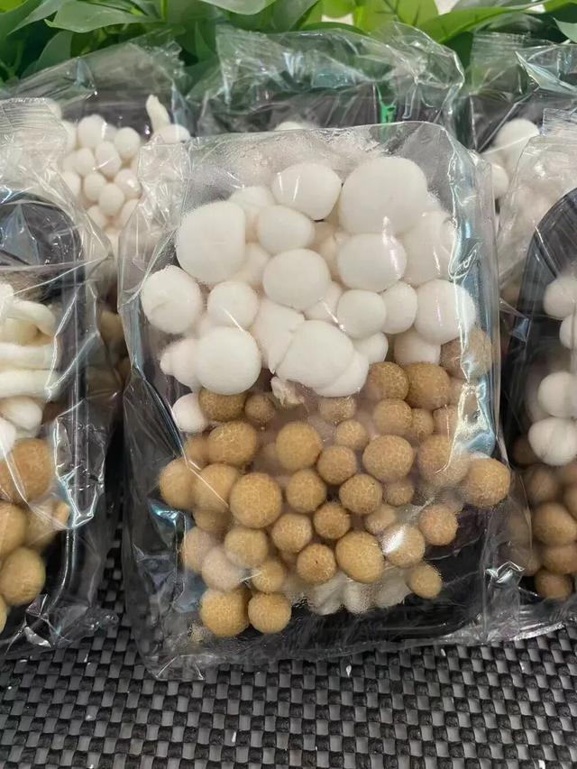 这蘑菇吃着竟然有龙虾味？背后还藏着一起“谋杀案”？