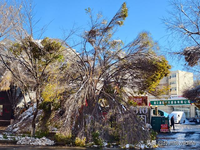 新疆乌鲁木齐红光山大佛寺