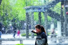 飘絮预报第三期！济南清明期间毛白杨絮与柳絮重叠，景区周边需做好防护图片
