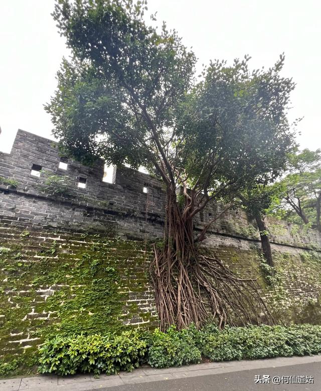 越秀公园，人心若镇海，立马上山巅