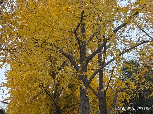 从童年嬉闹到诗意园林——一个北京土著的北海公园记忆