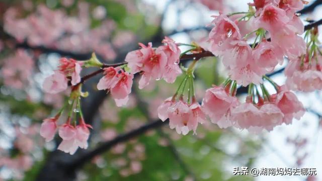 第一波樱花已盛放！带娃冲这里，市中心藏着粉色浪漫