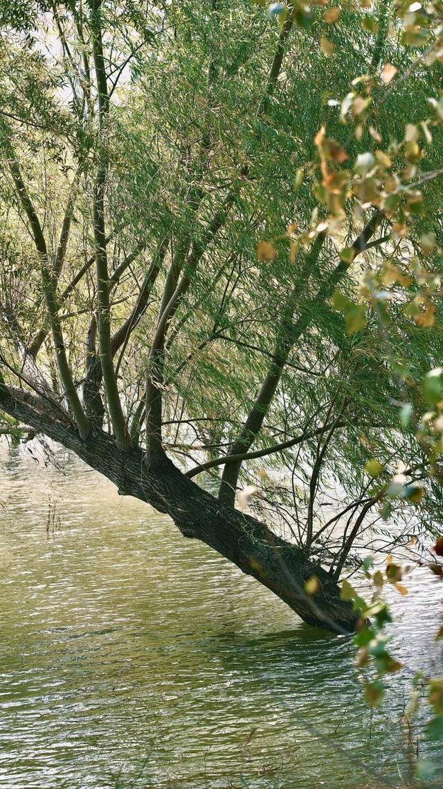 宿州私藏了个“小九寨沟”！就在萧县官桥镇，美到犯规！